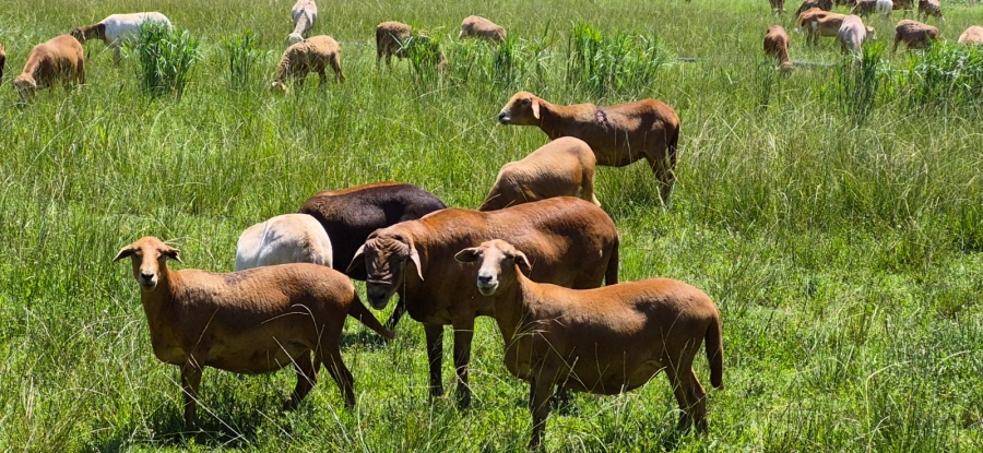 11 Bedroom Property for Sale in Groot Marico North West